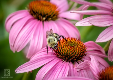 Bee On Pink