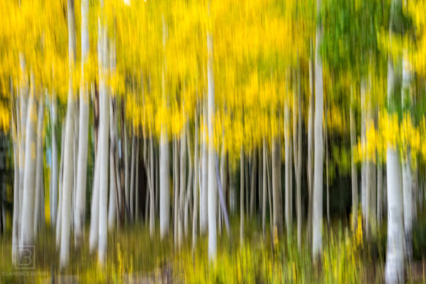 colorado-birch-trees