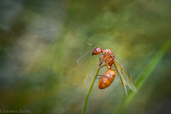 ant-wings-climbing